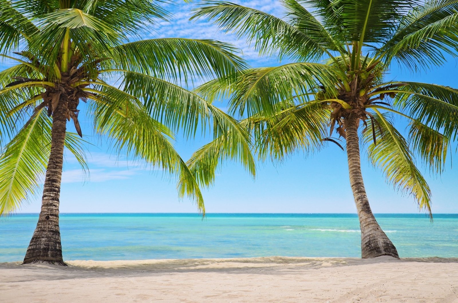 Two Palm trees on the background of a beautiful beach