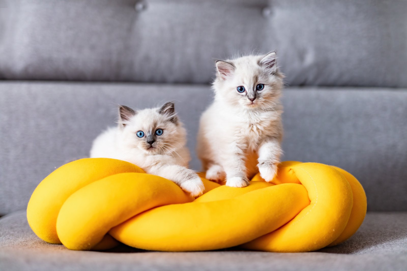 Two Ragdoll cats small kittens portrait on a funny knott pillow at home.