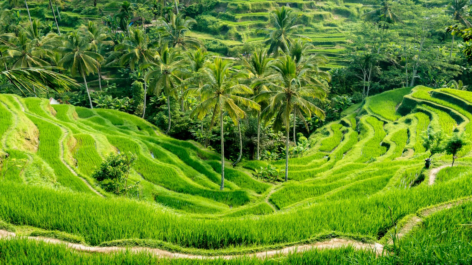 Famous attraction of Ubud - The Tegallalang Rice Terraces in Bali, Indonesia