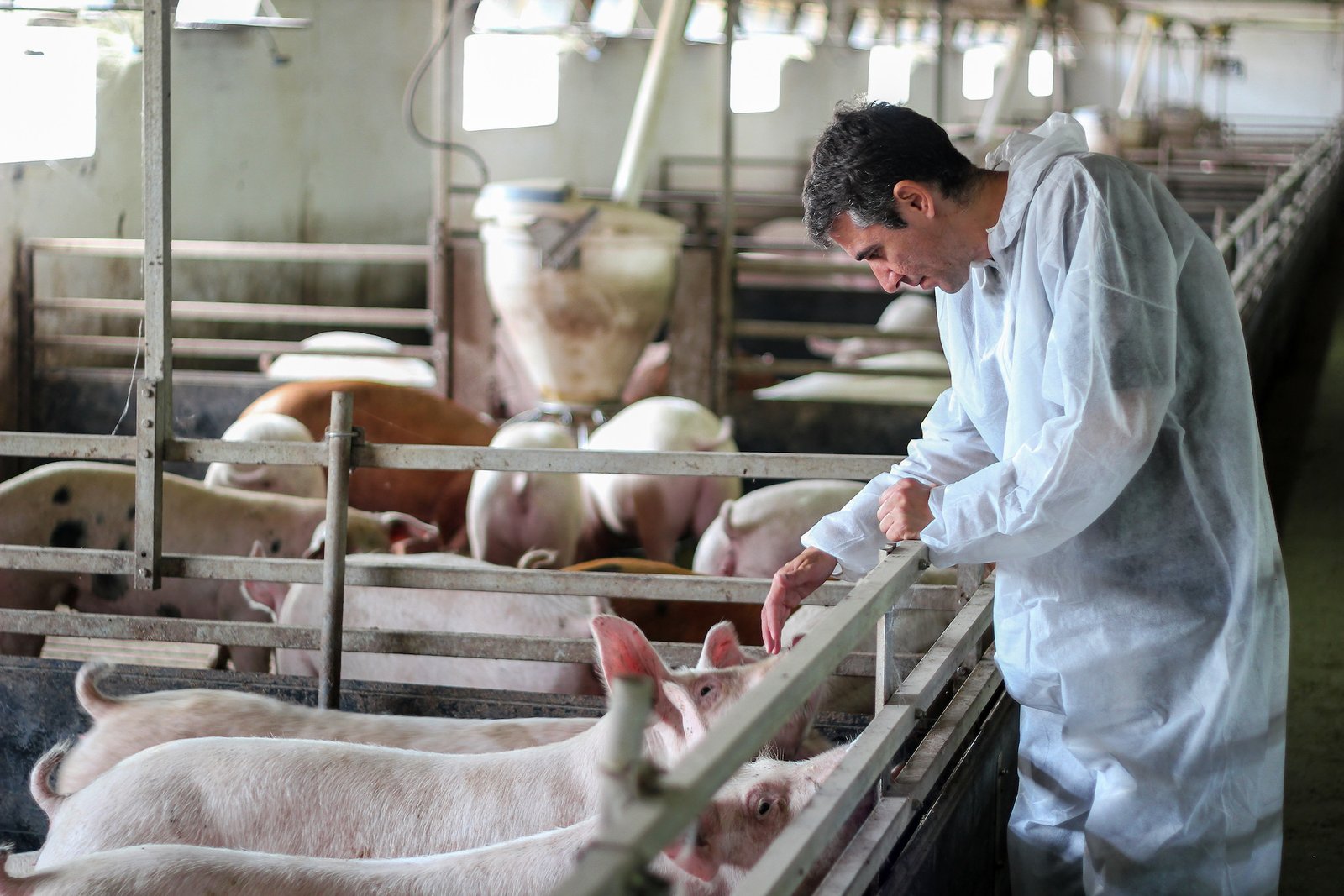 Veterinarian Doctor Examining Pigs at a Pig Farm.